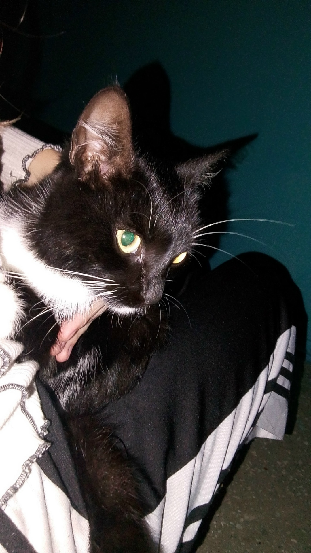 Найдена кошка в Бердске — фото объявления