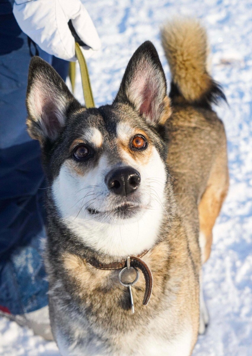 Найдена собака в Бердске — фото объявления