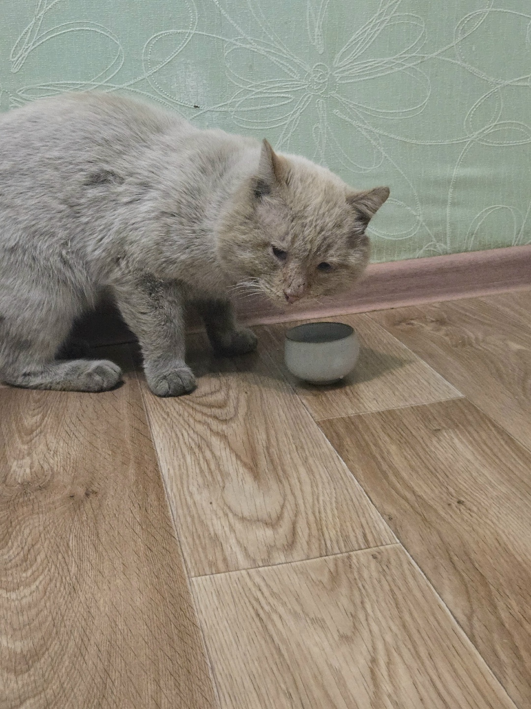 Найдена кошка в Бердске — фото объявления