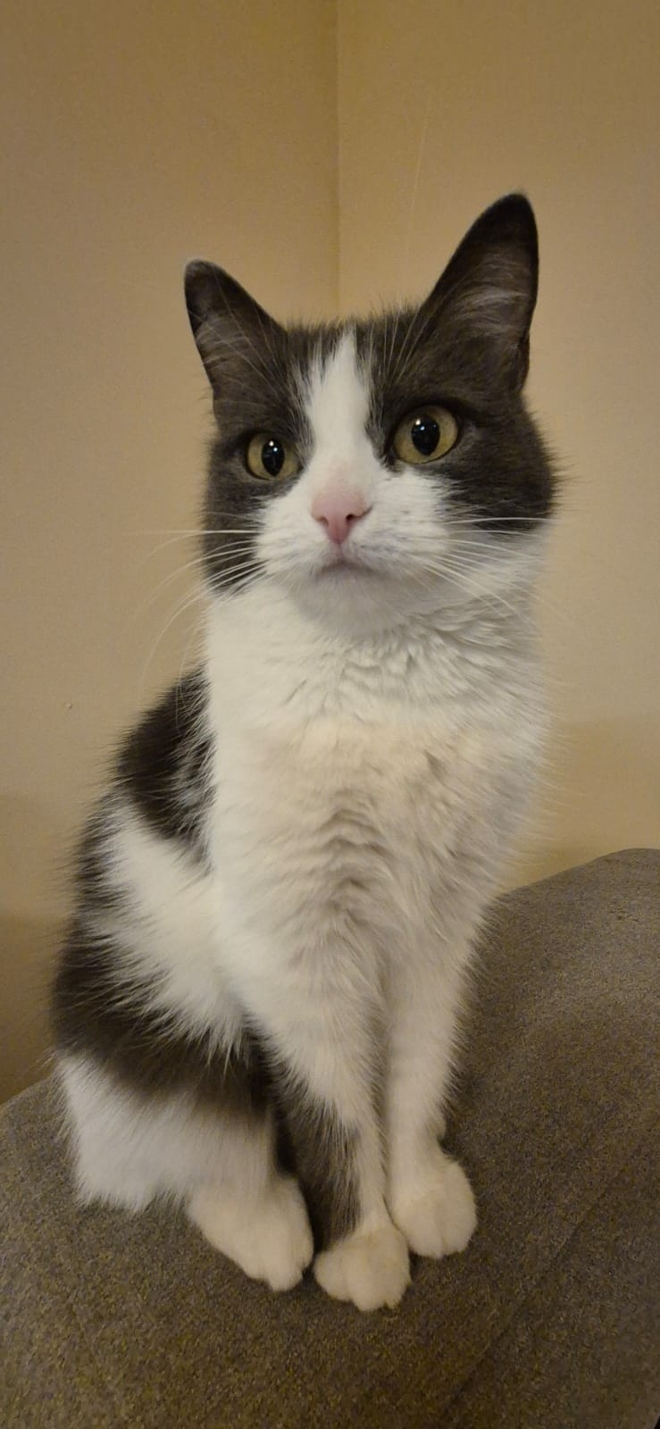 Пропала собака в Бердске — фото объявления