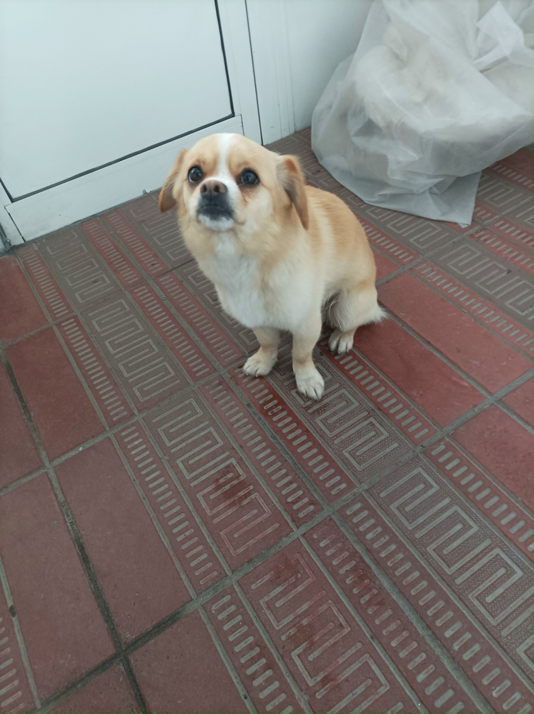 Найдена собака в Бердске — фото объявления