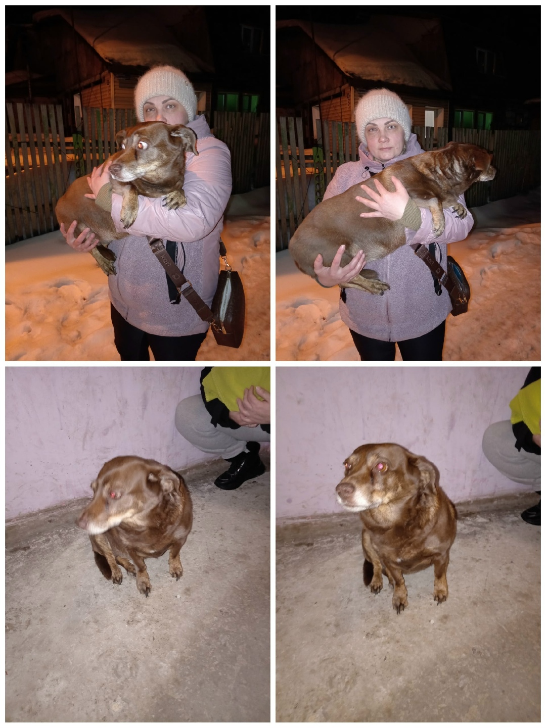 Найдена собака в Бердске — фото объявления