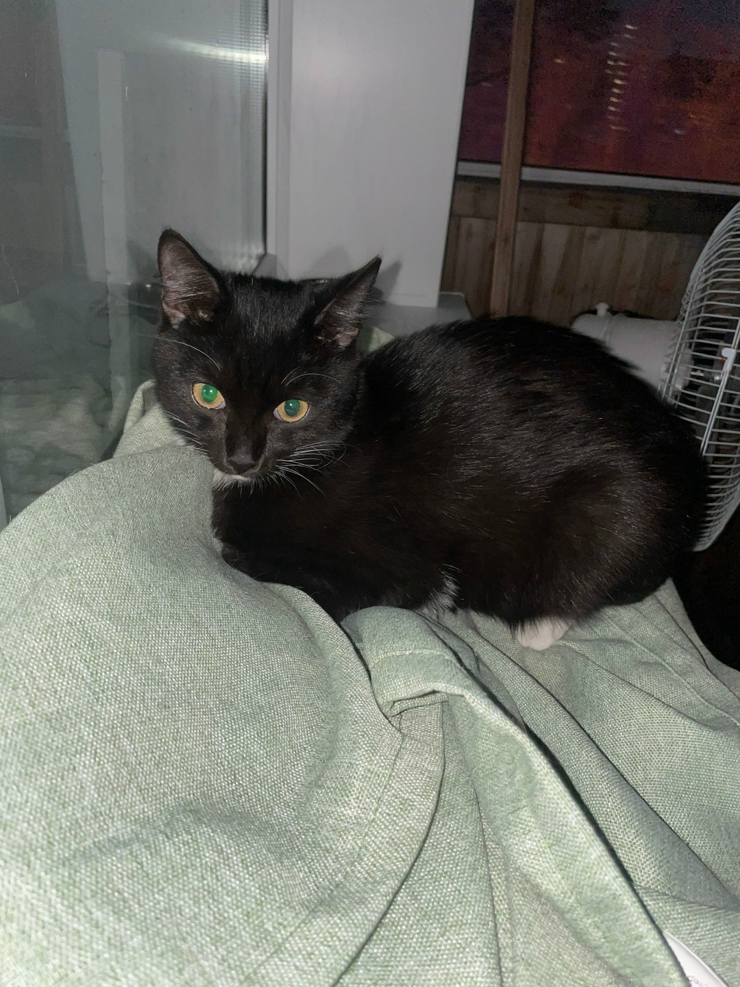 Найдена кошка в Бердске — фото объявления