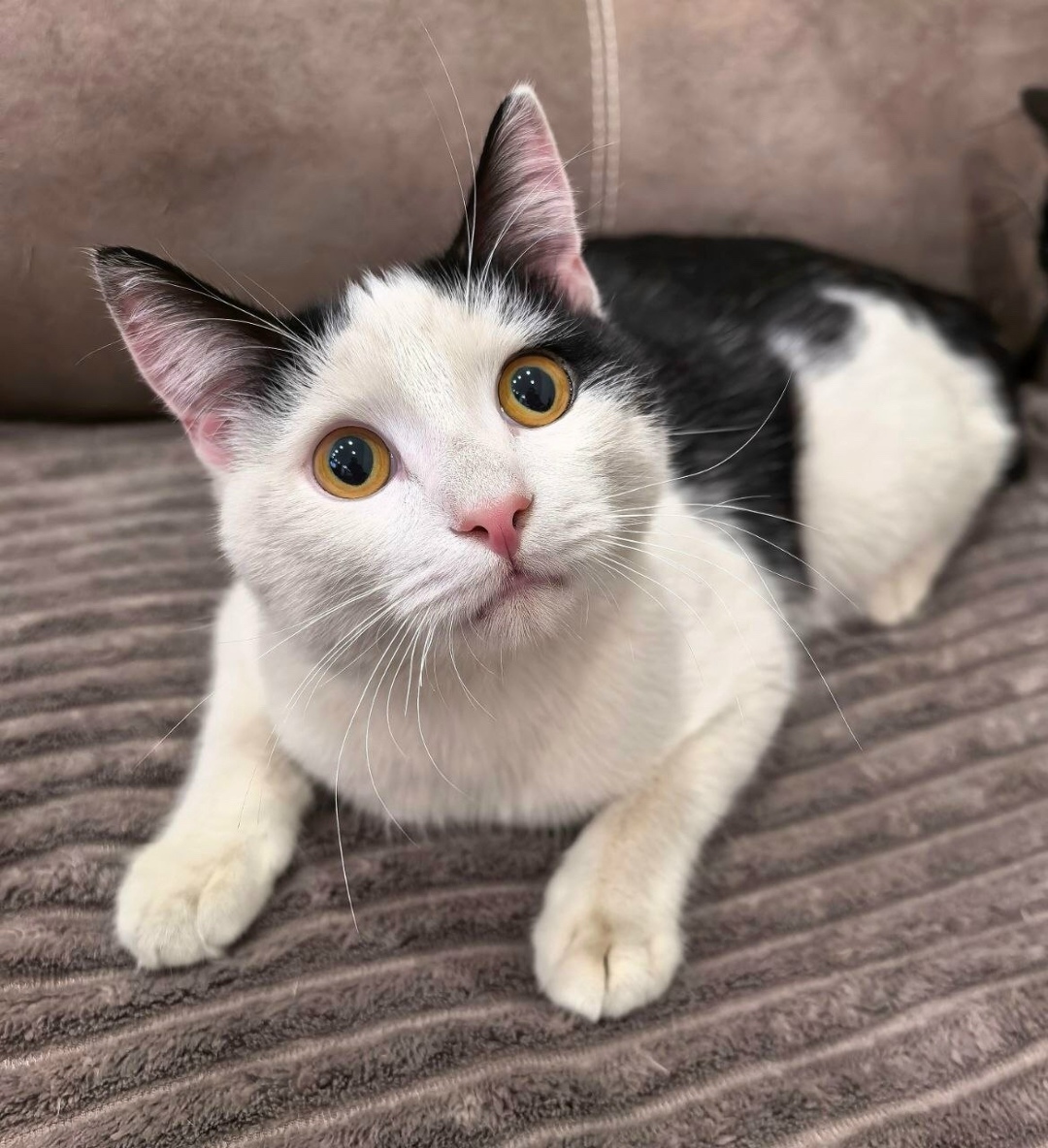 Найдена кошка в Бердске — фото объявления