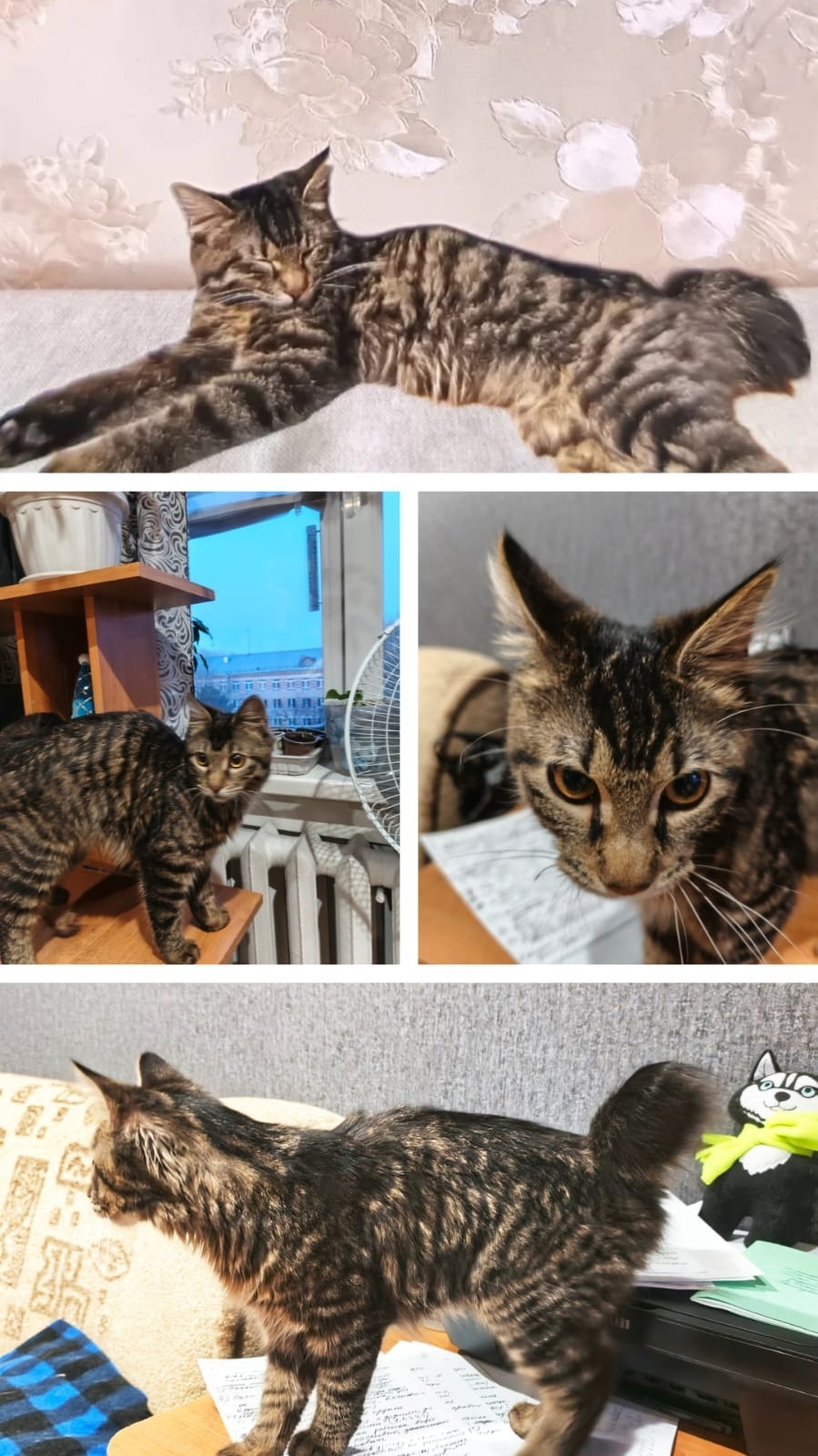 Найдена кошка в Бердске — фото объявления