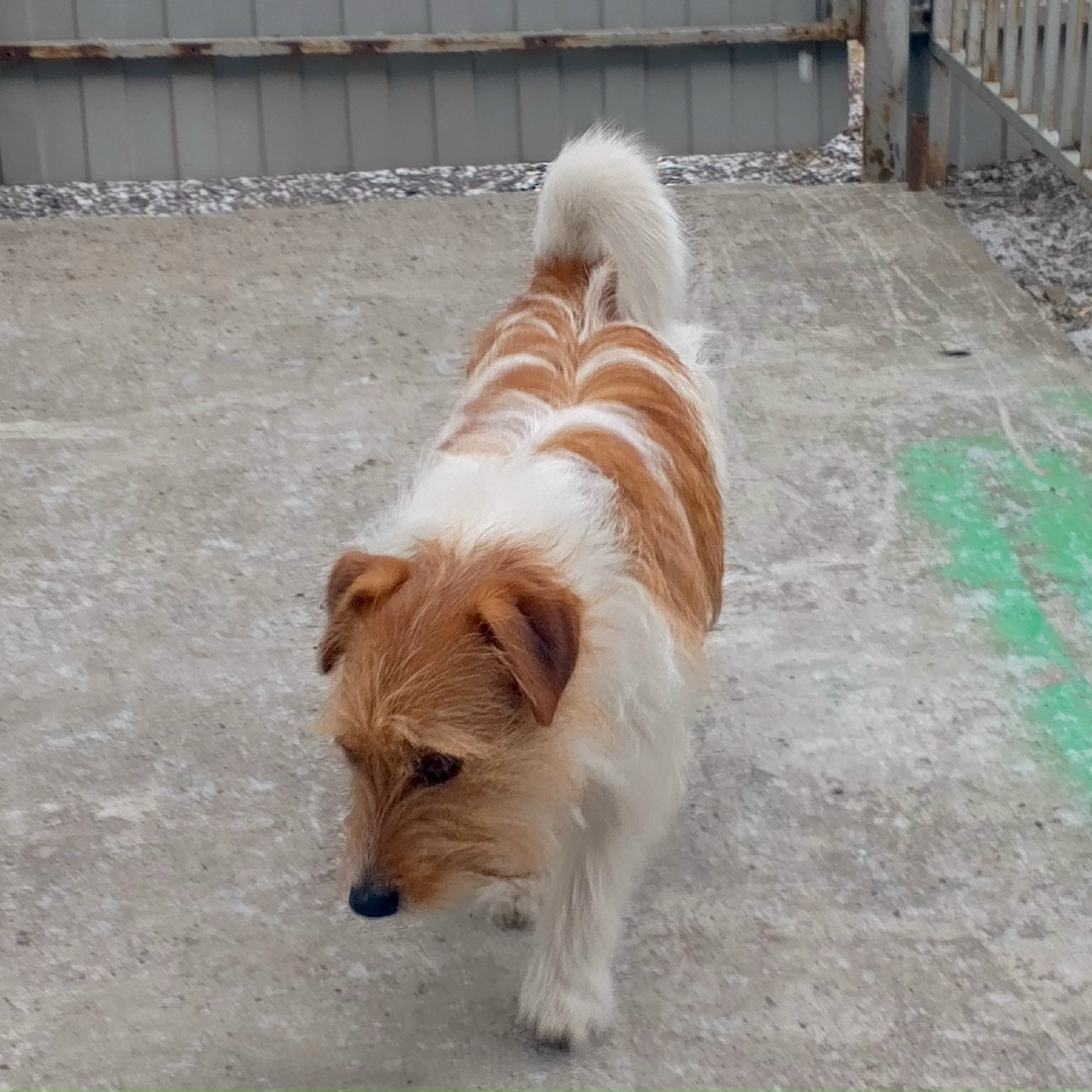 Найдена собака в Бердске — фото объявления