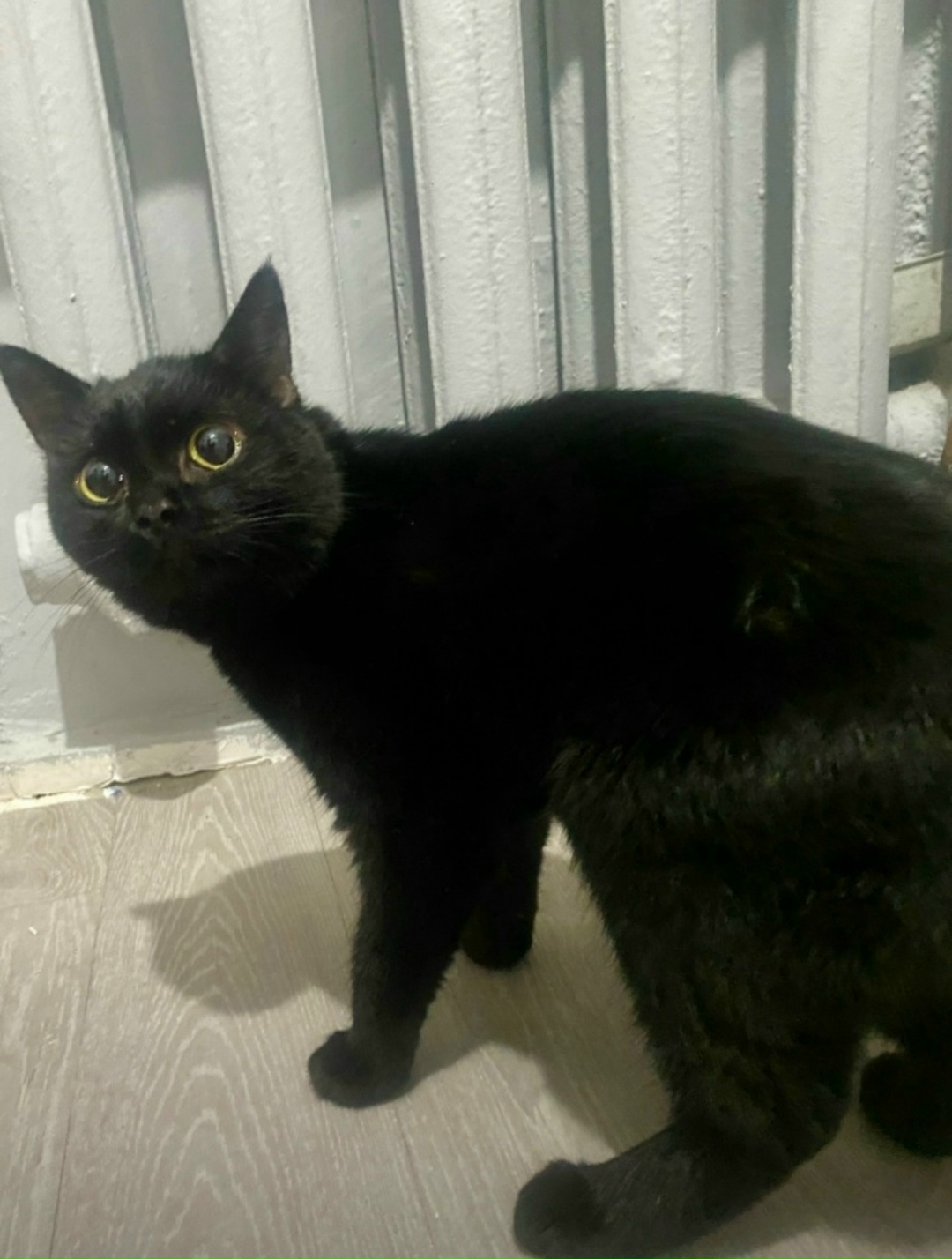 Найдена кошка в Бердске — фото объявления