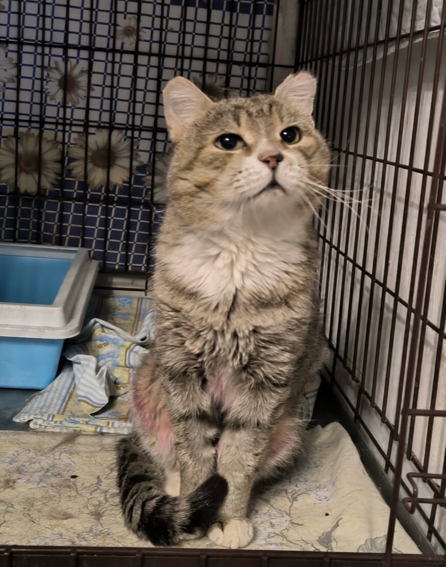 Найдена кошка в Бердске — фото объявления