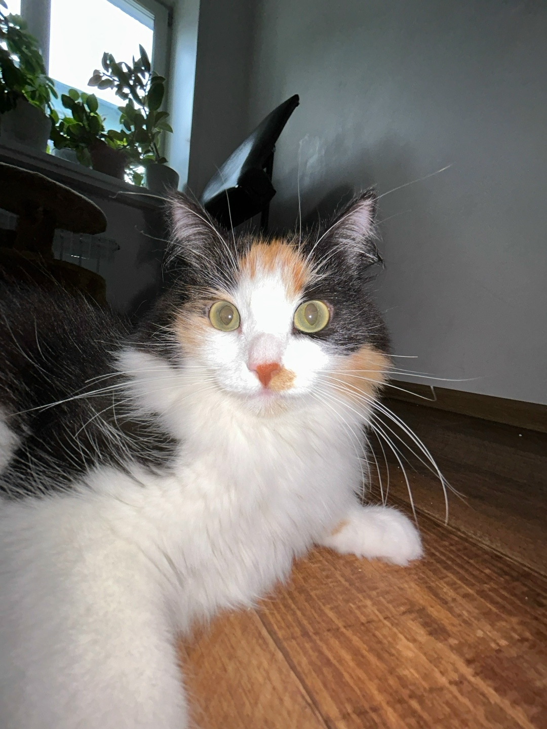 Пропала кошка в Бердске — фото объявления