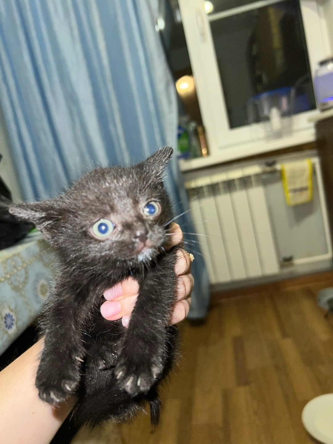 Найдена кошка в Бердске — фото объявления