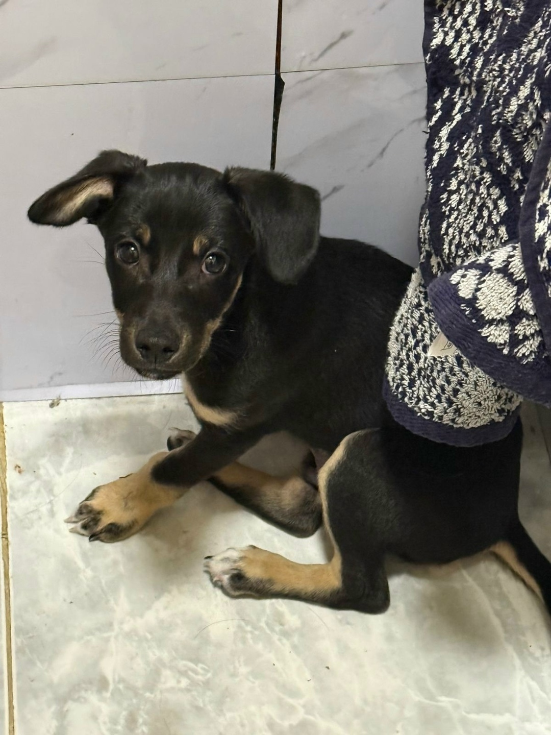 Найдена собака в Бердске — фото объявления