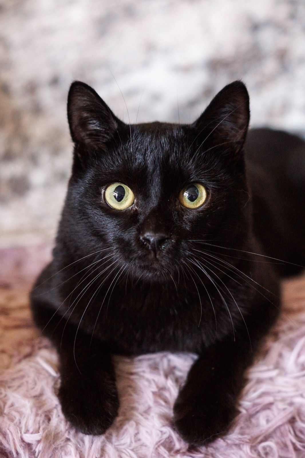 Найдена кошка в Бердске — фото объявления