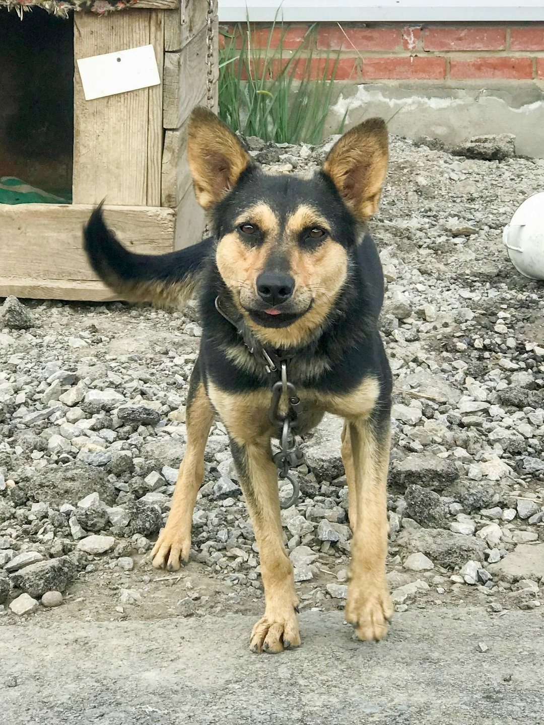 Найдена собака в Бердске — фото объявления