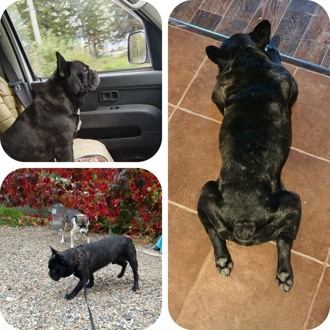 Найдена собака в Бердске — фото объявления