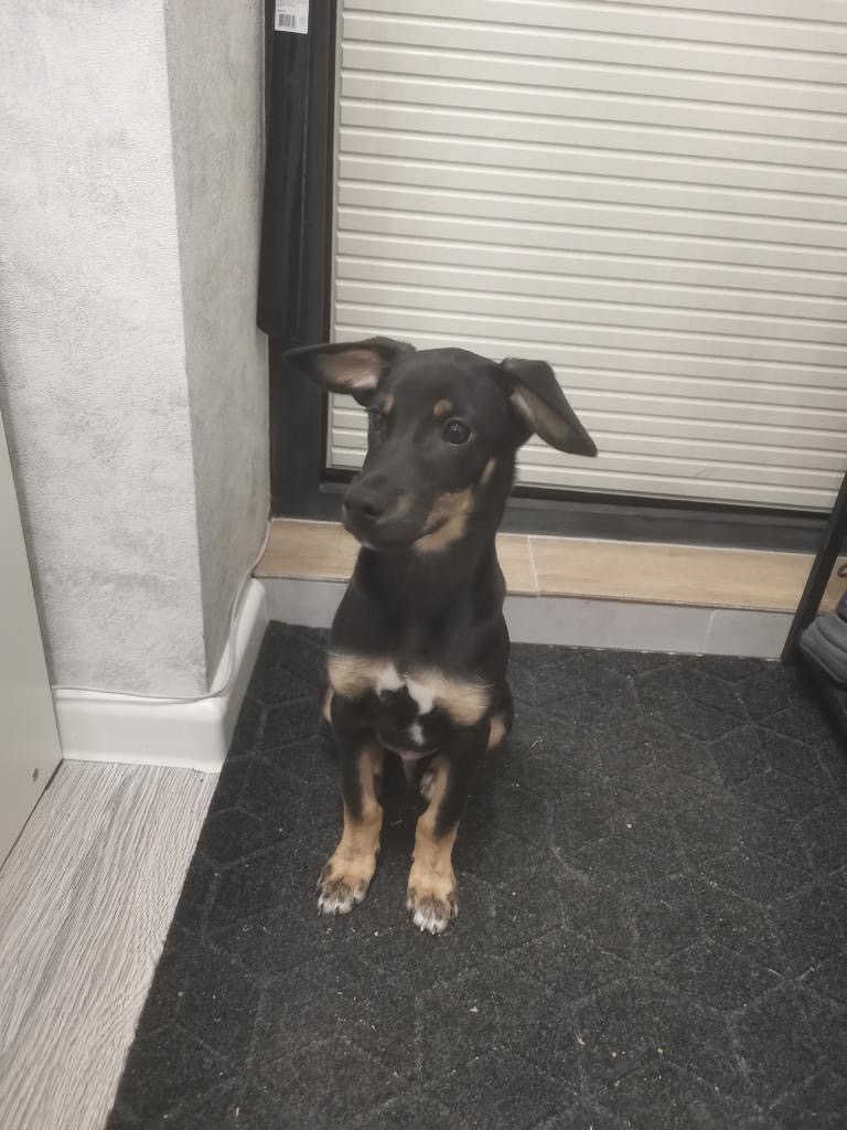 Найдена собака в Бердске — фото объявления