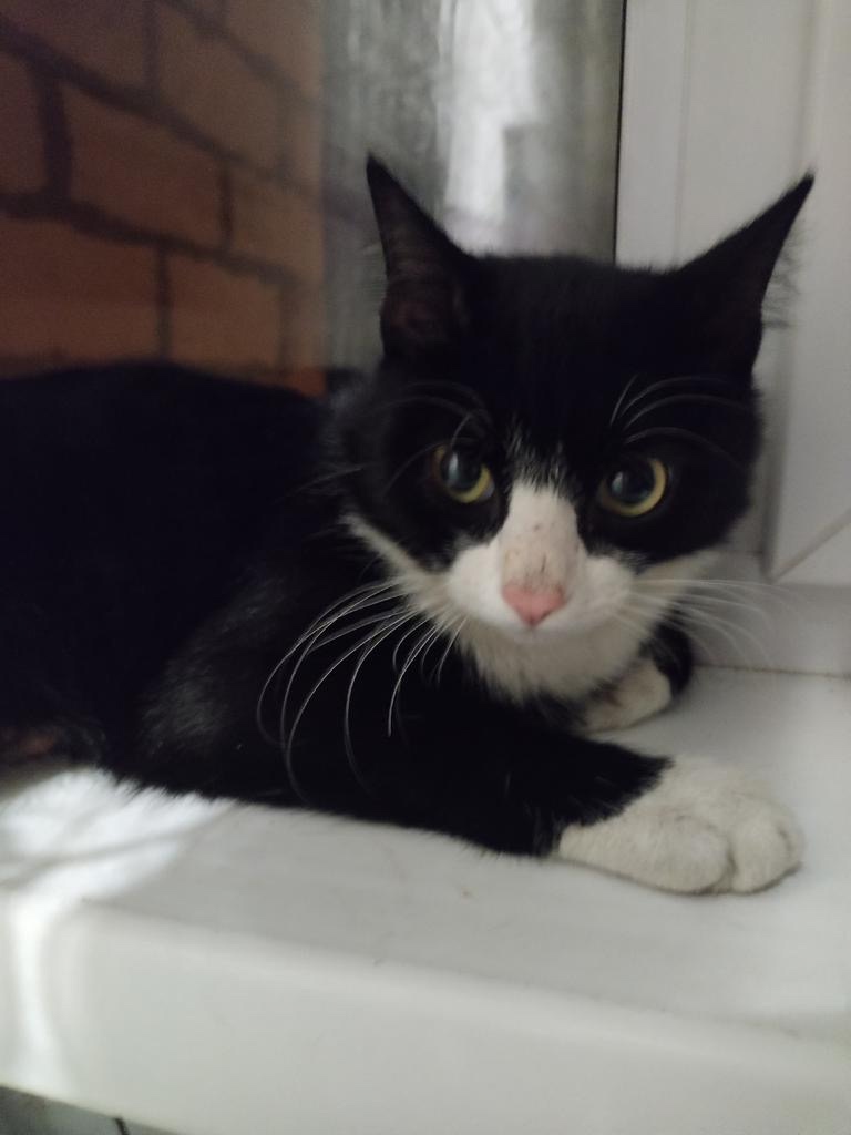 Найдена кошка в Бердске — фото объявления