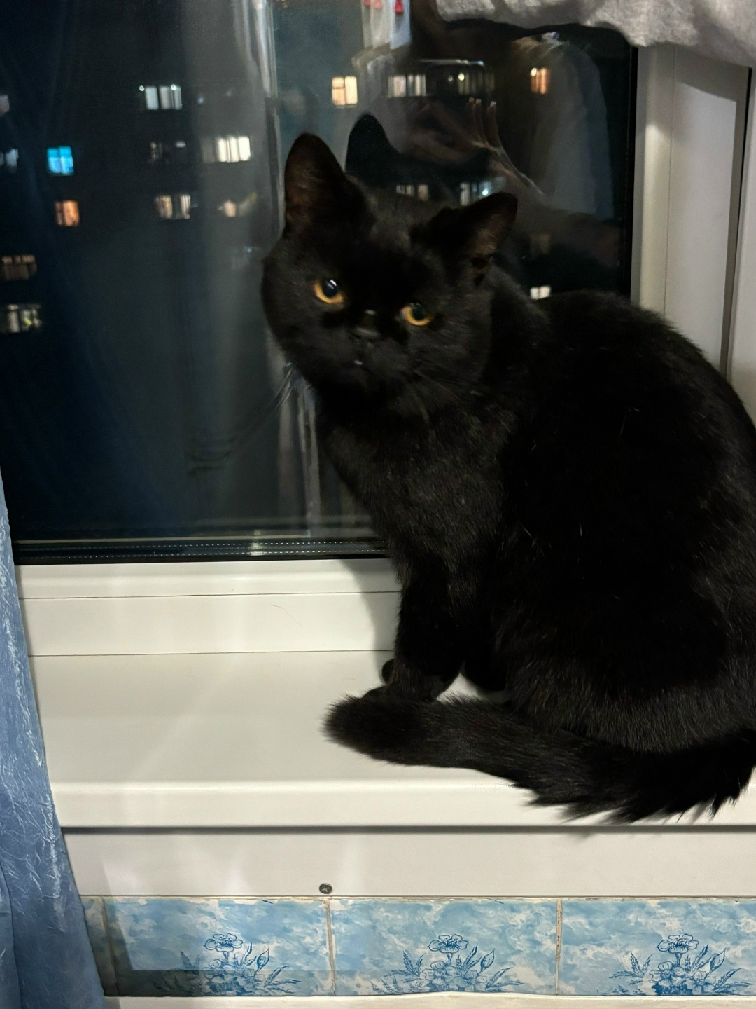 Найдена кошка в Бердске — фото объявления