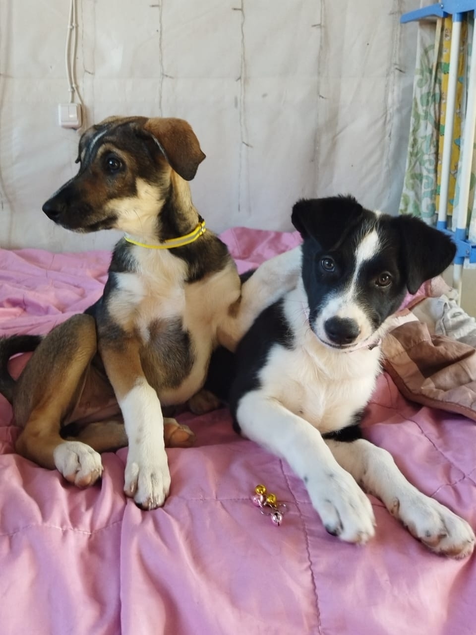 Найдена собака в Бердске — фото объявления