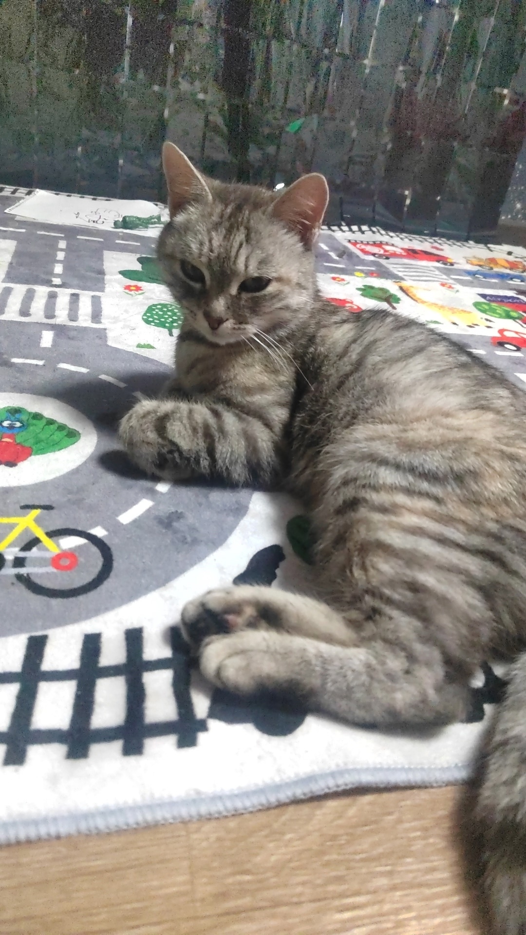 Найдена кошка в Бердске — фото объявления