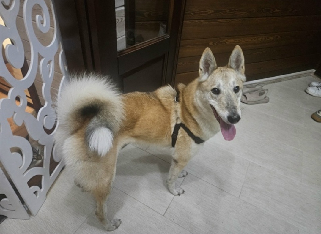 Найдена собака в Бердске — фото объявления