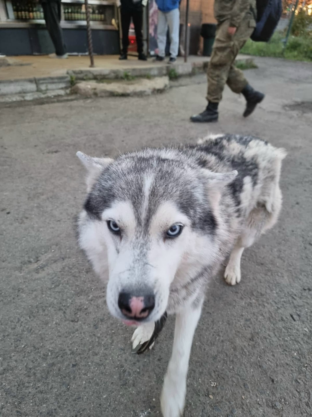 Пропала собака в Лобне — фото объявления