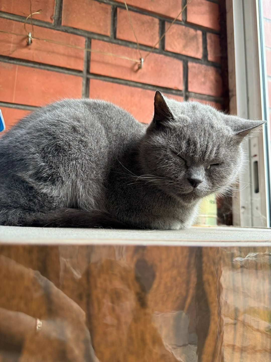 Найдена кошка в Лобне — фото объявления