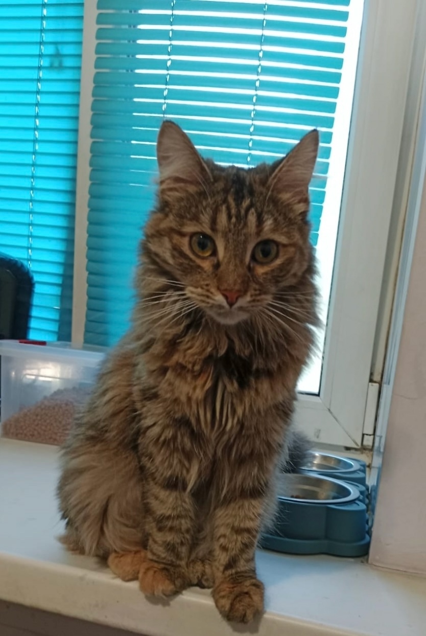 Пропала кошка в Лобне — фото объявления