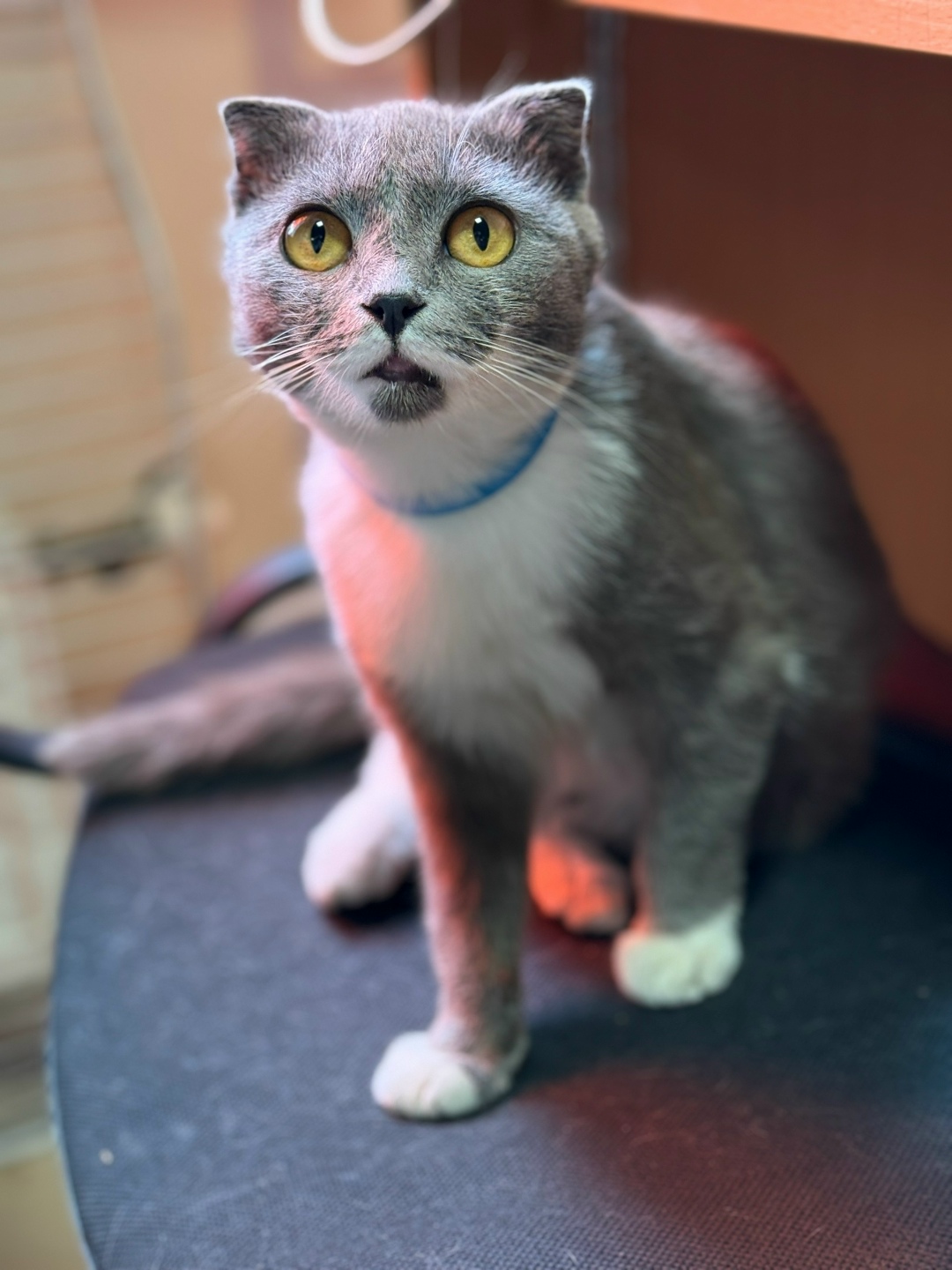 Найдена кошка в Лобне — фото объявления