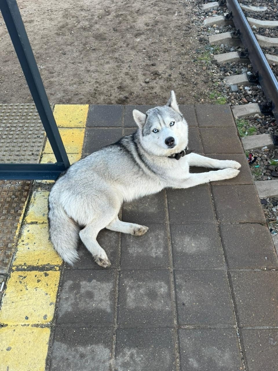 Пропала собака в Лобне — фото объявления