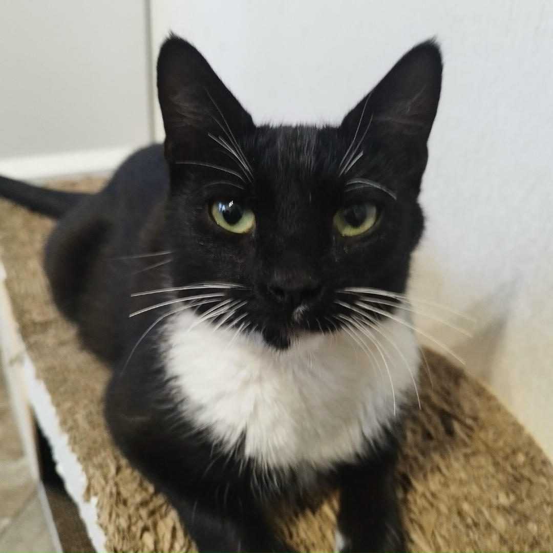 Найдена кошка в Лобне — фото объявления