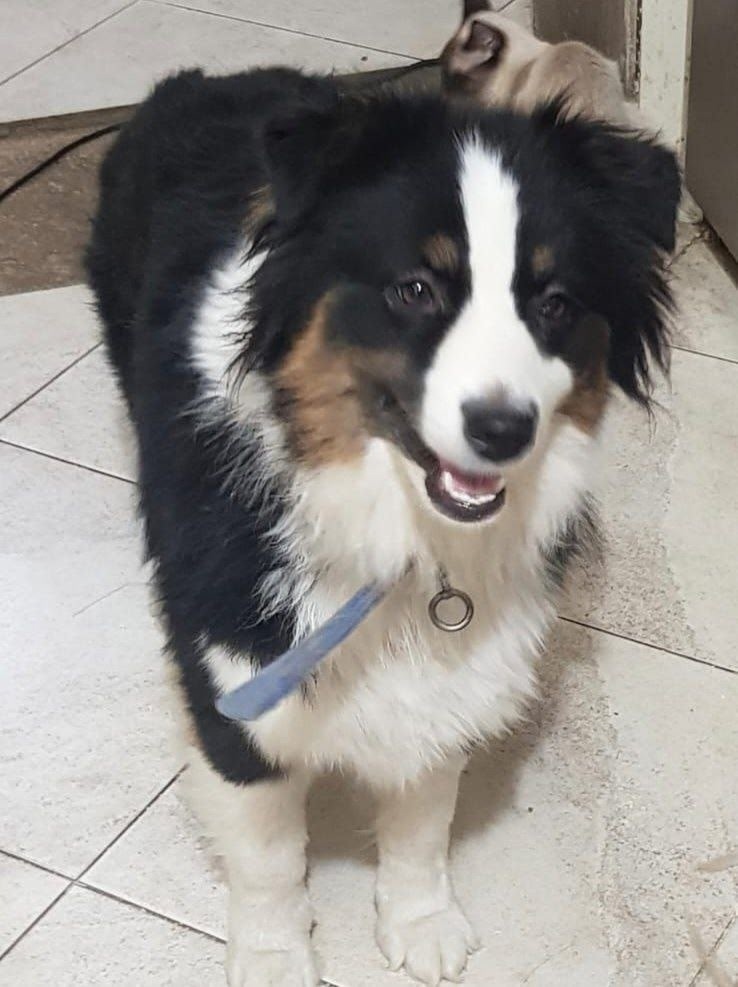 Пропала собака в Лобне — фото объявления