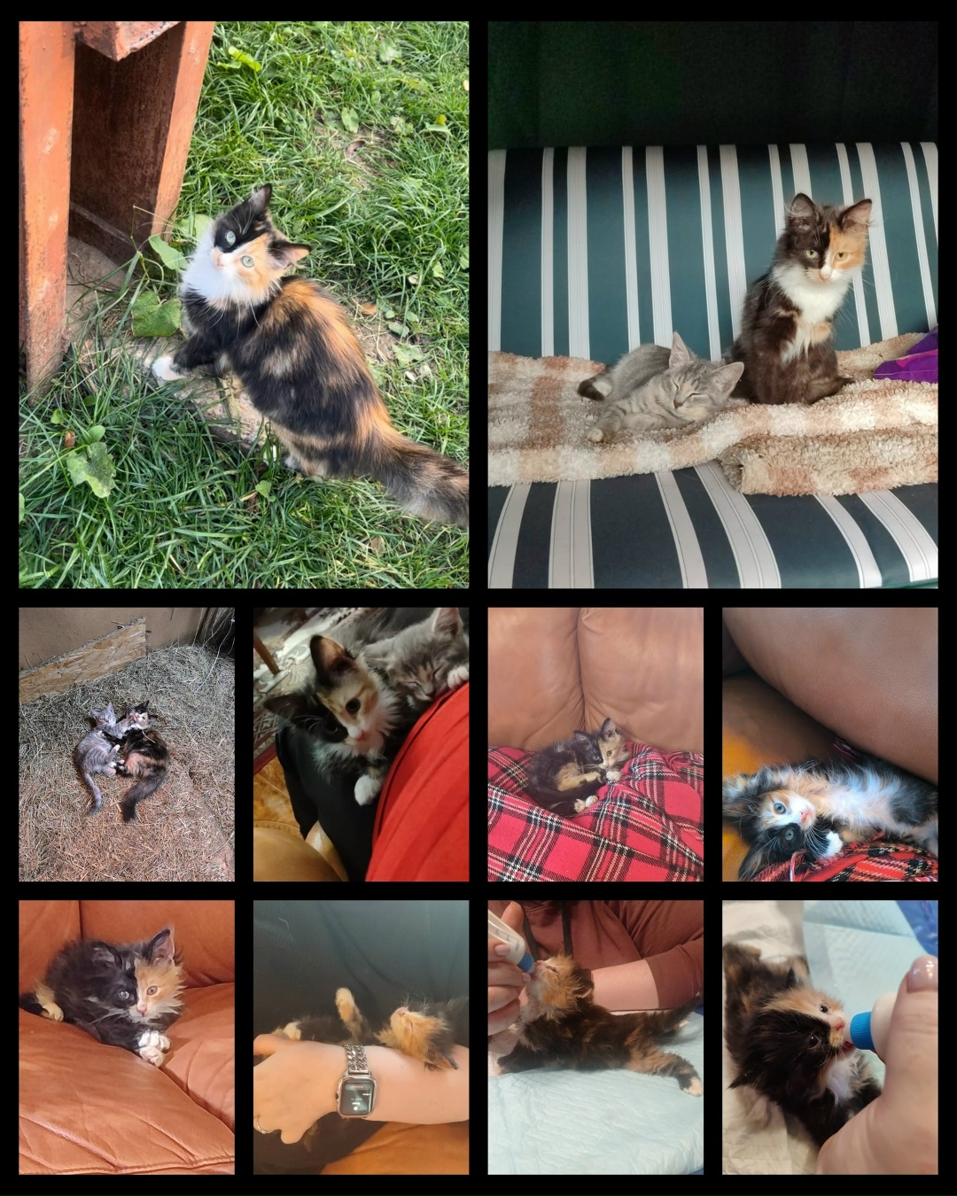 Пропала кошка в Лобне — фото объявления