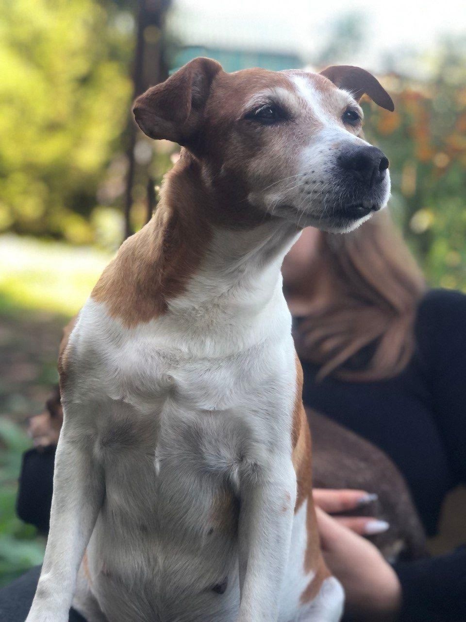 Пропала собака в Лобне — фото объявления