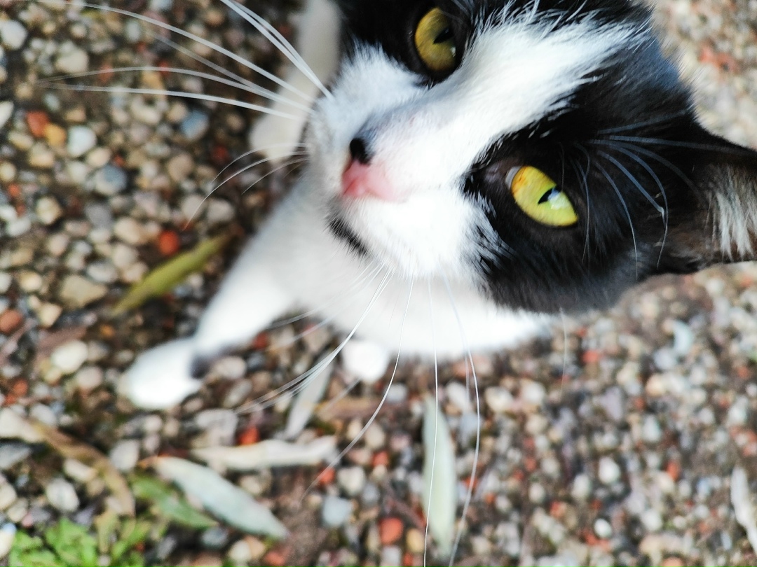 Найдена кошка в Лобне — фото объявления