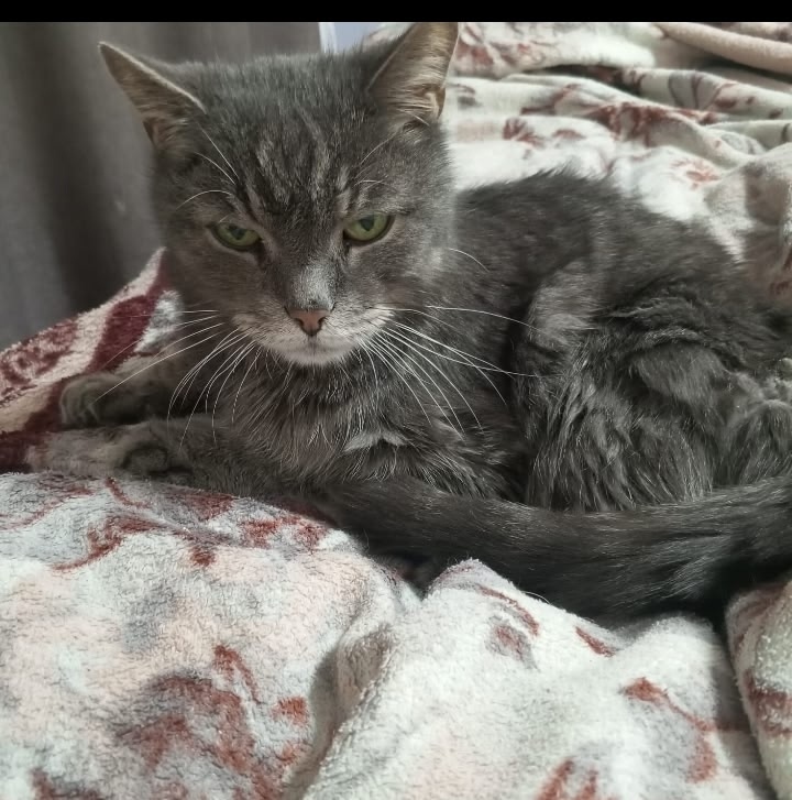 Пропала кошка в Лобне — фото объявления