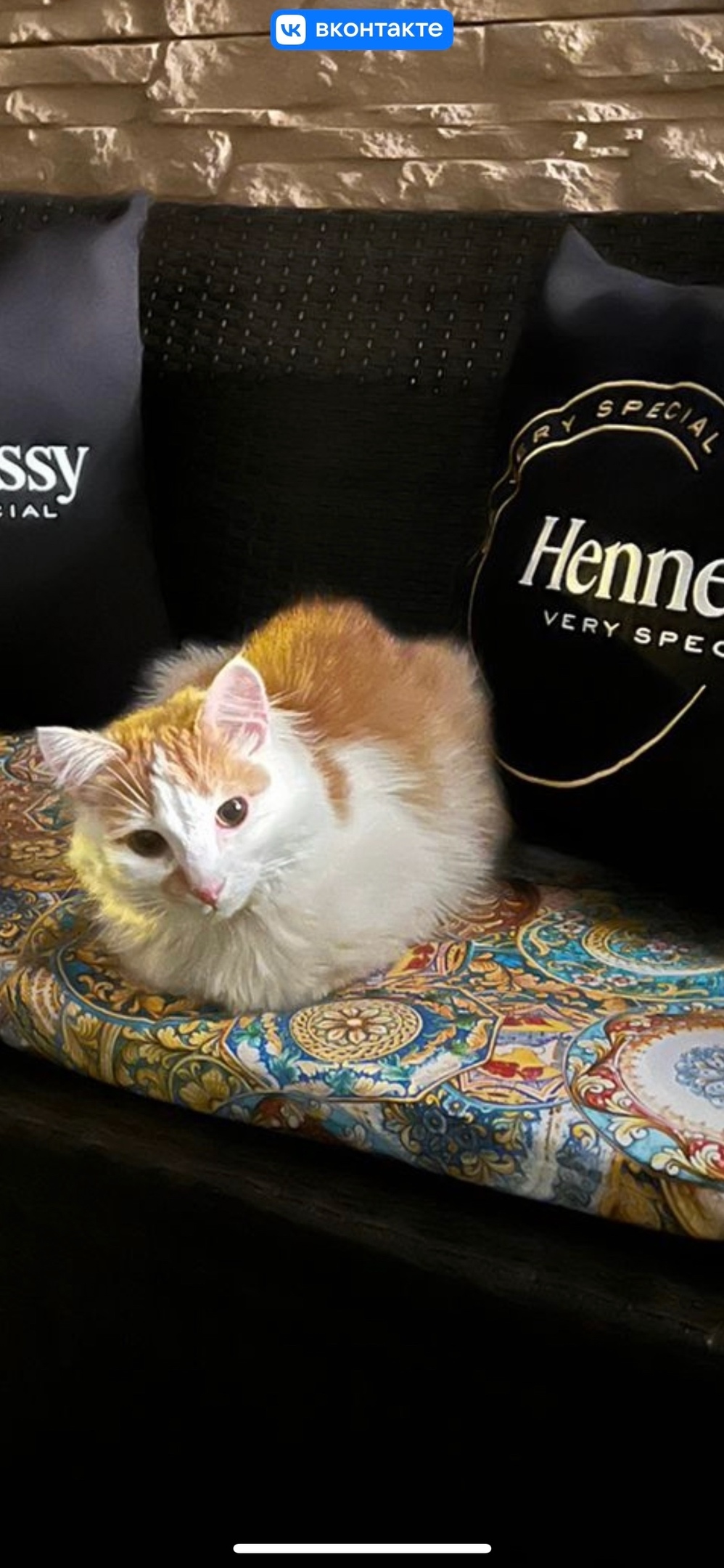 Пропала кошка в Лобне — фото объявления