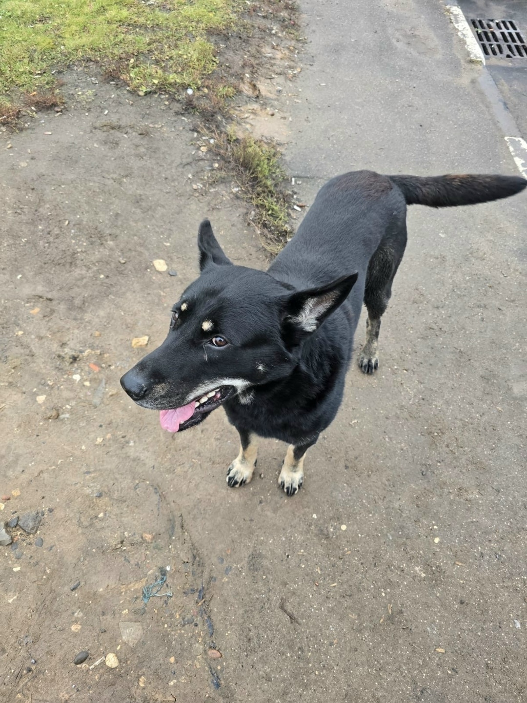 Пропала собака в Лобне — фото объявления