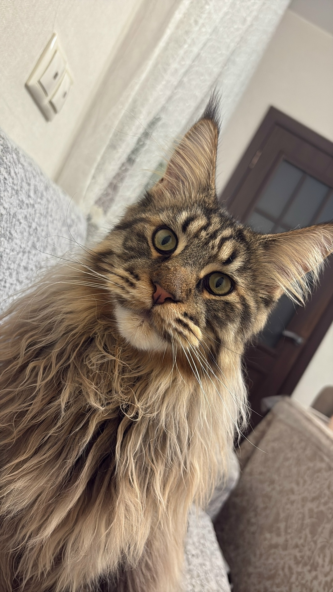 Пропала кошка в Лобне — фото объявления