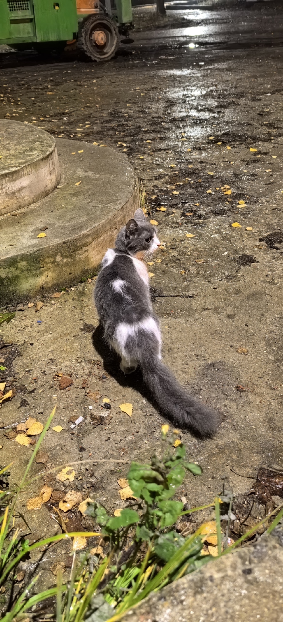 Пропала кошка в Лобне — фото объявления