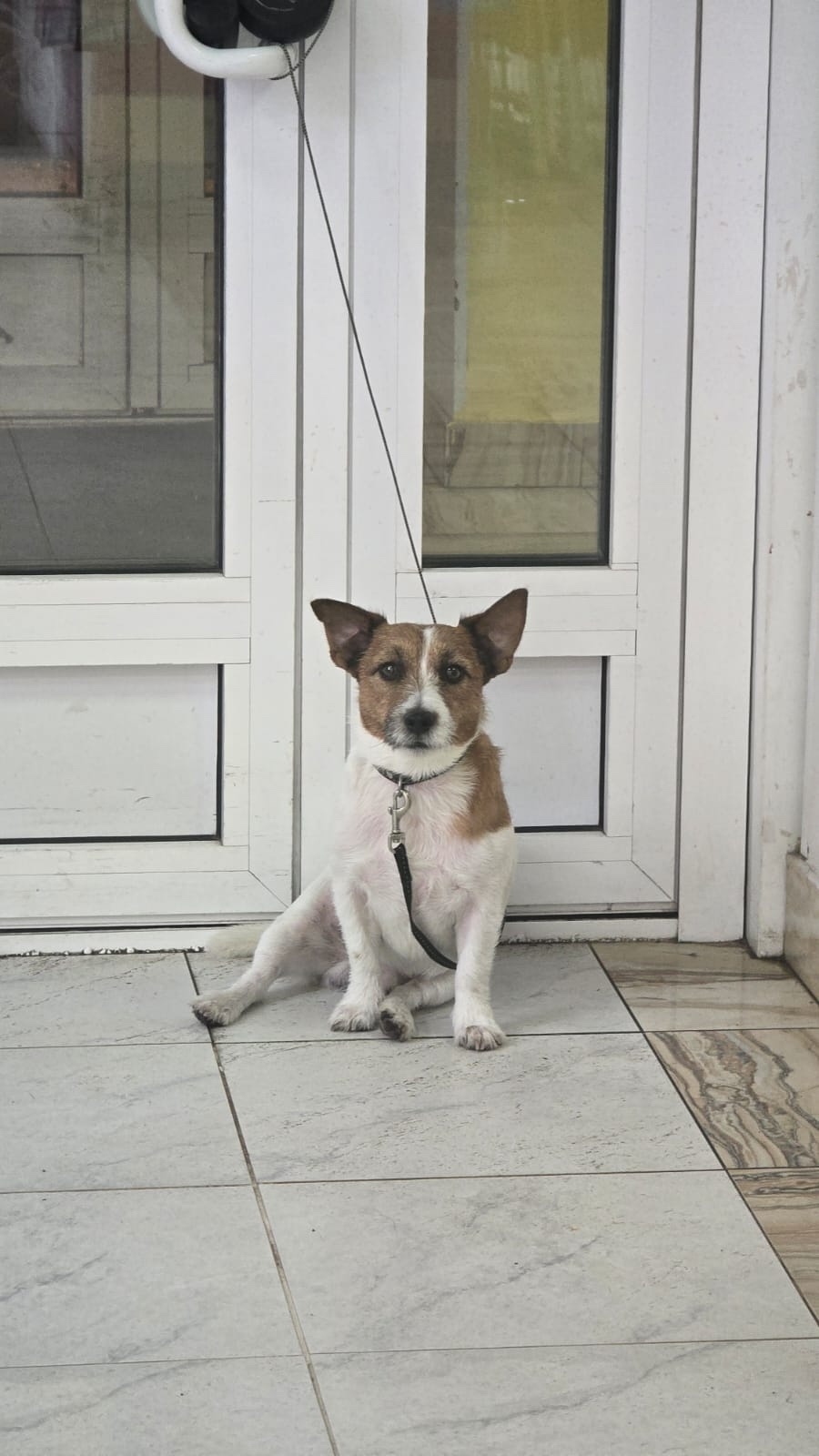 Найдена собака в Лобне — фото объявления