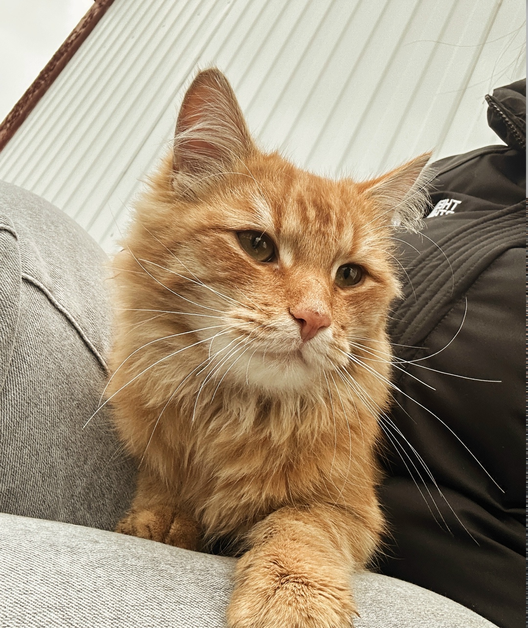 Найдена кошка в Лобне — фото объявления