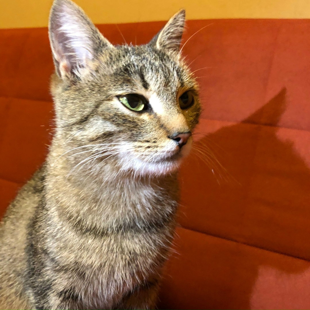 Найдена кошка в Лобне — фото объявления