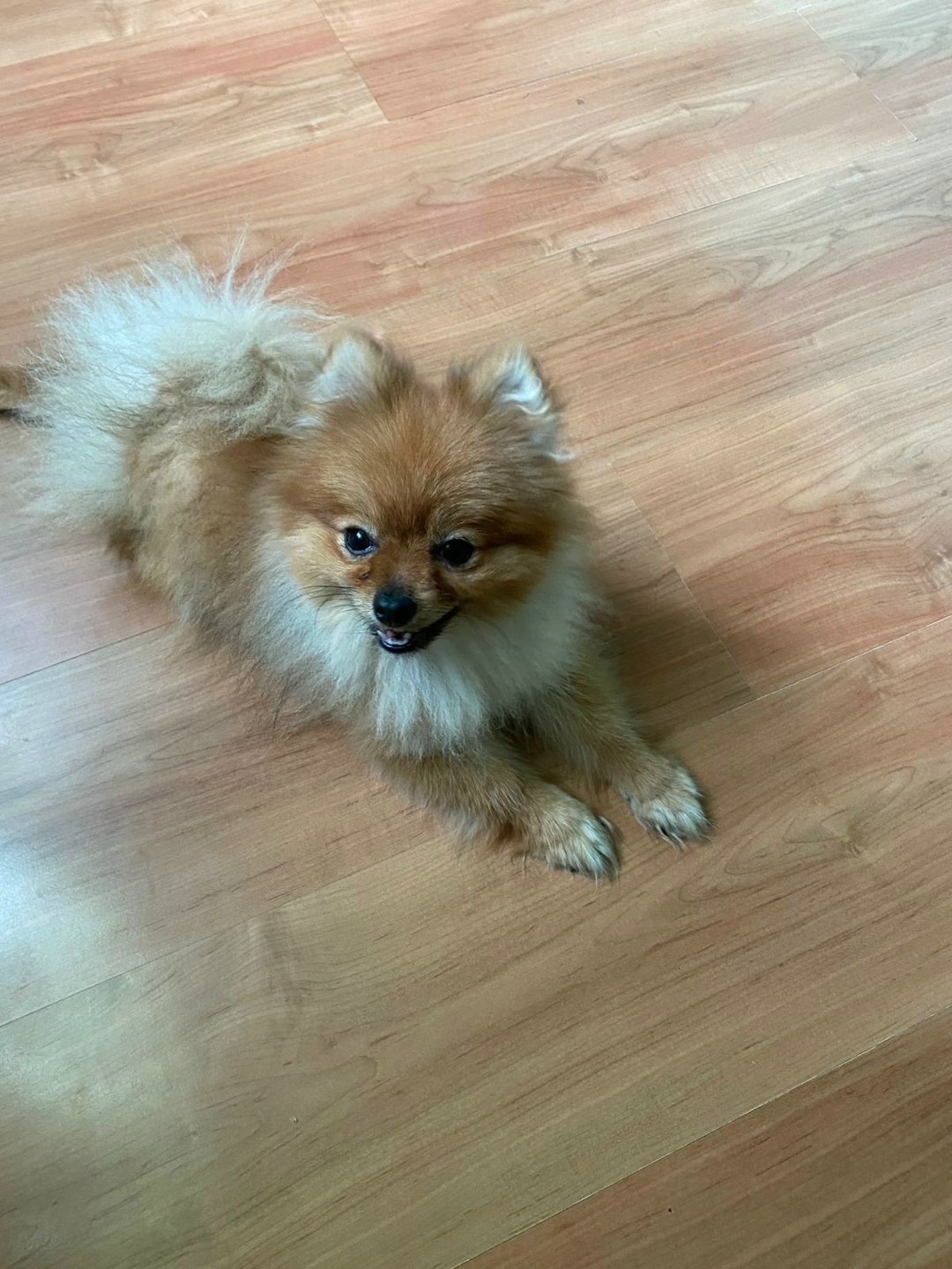 Найдена собака в Лобне — фото объявления