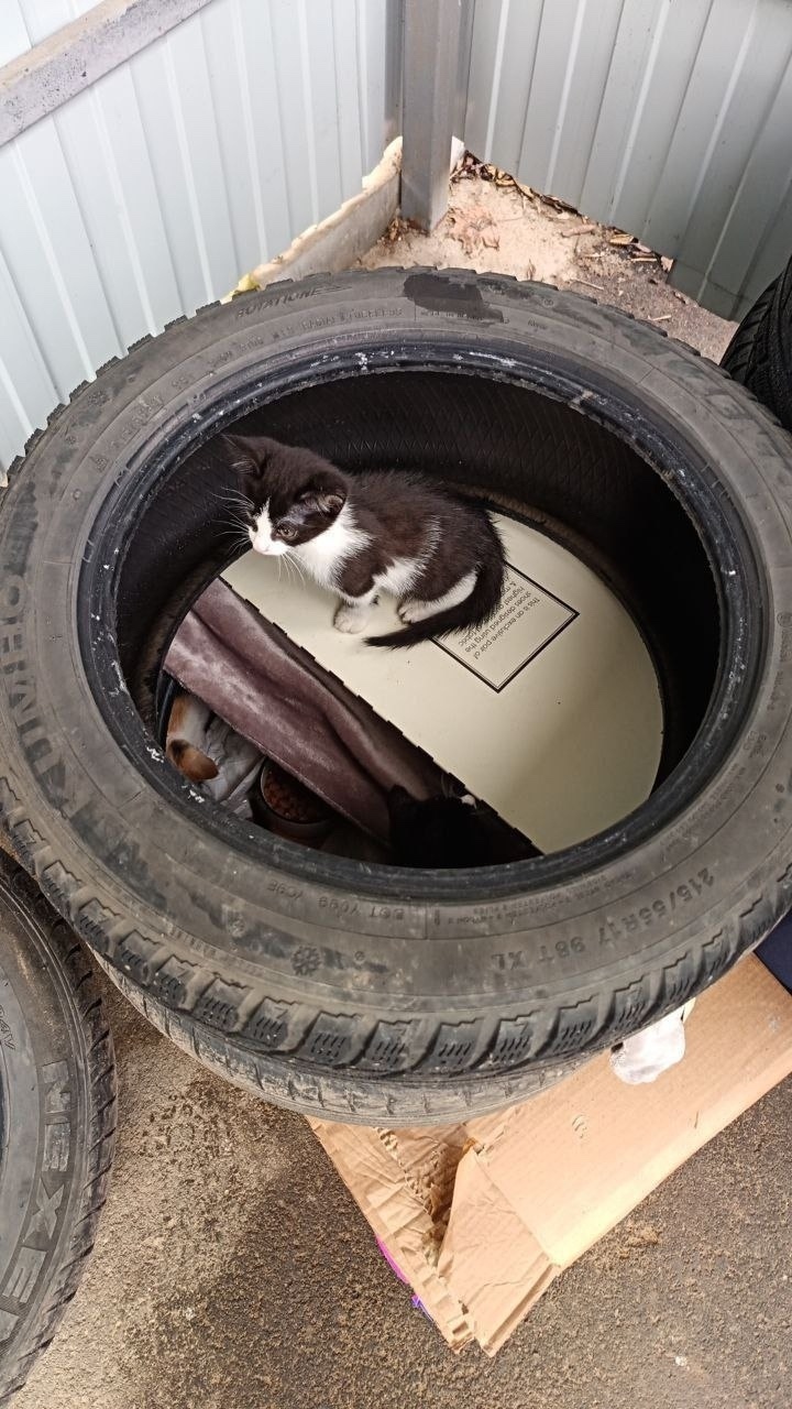 Найдена кошка в Лобне — фото объявления