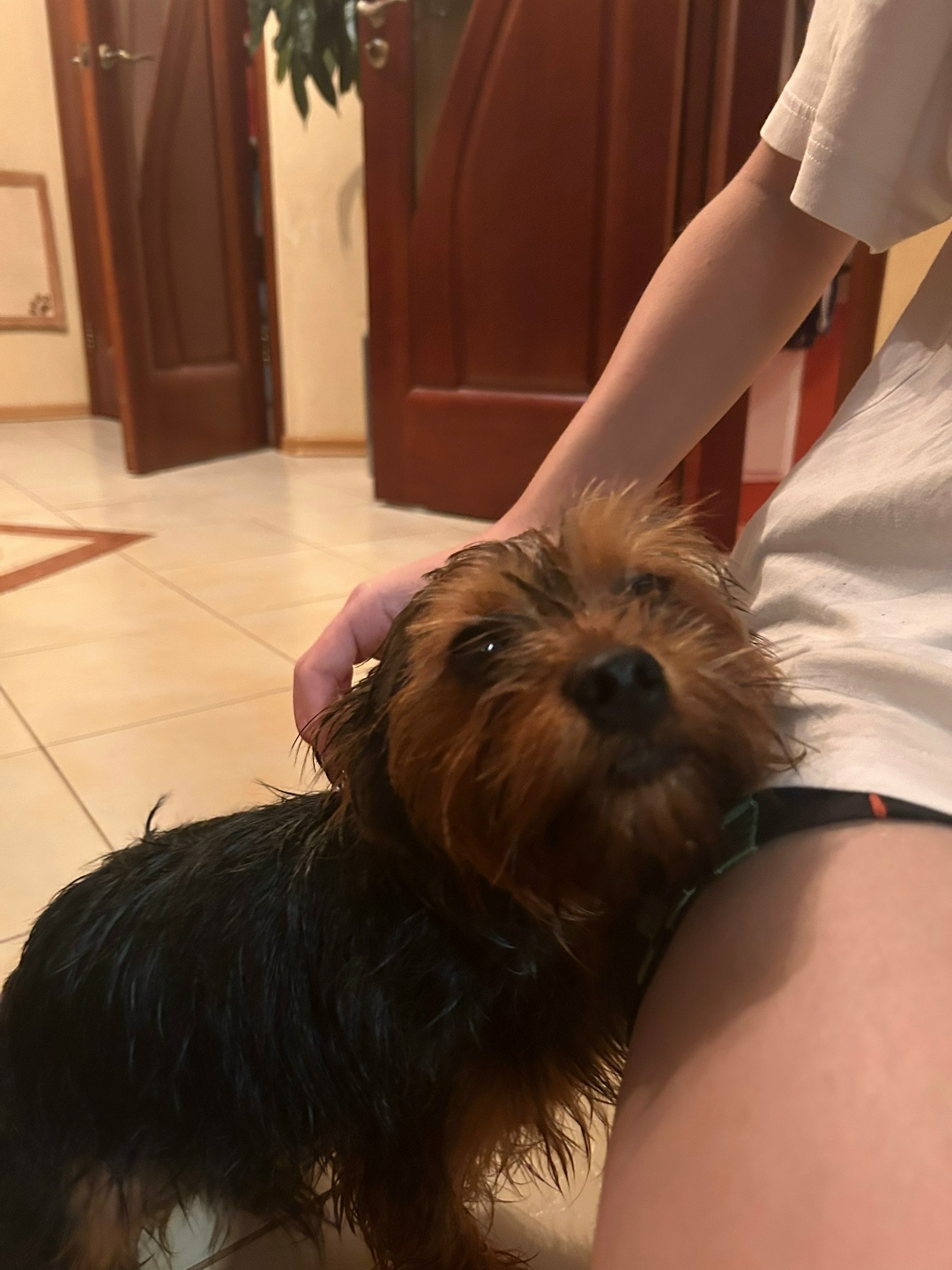 Найдена собака в Лобне — фото объявления