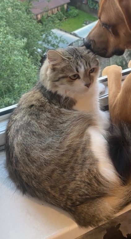 Пропала кошка в Лобне — фото объявления