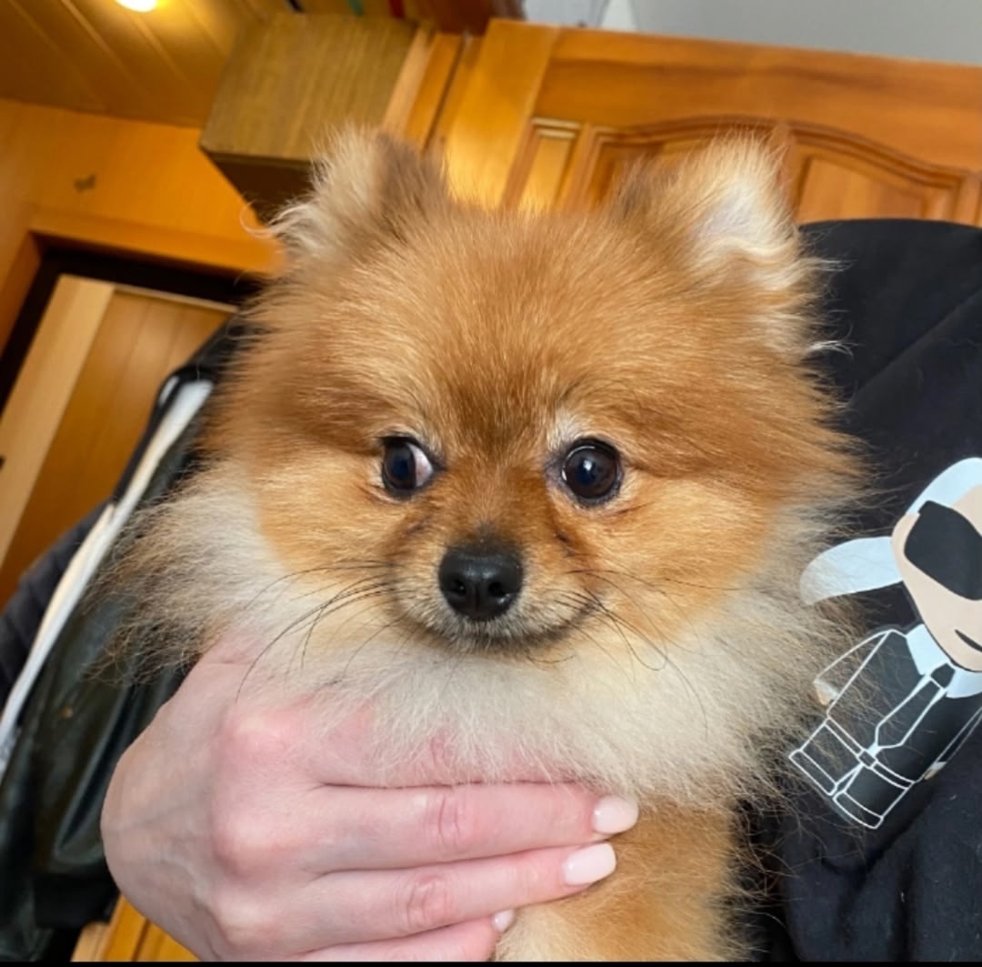 Пропала собака в Лобне — фото объявления