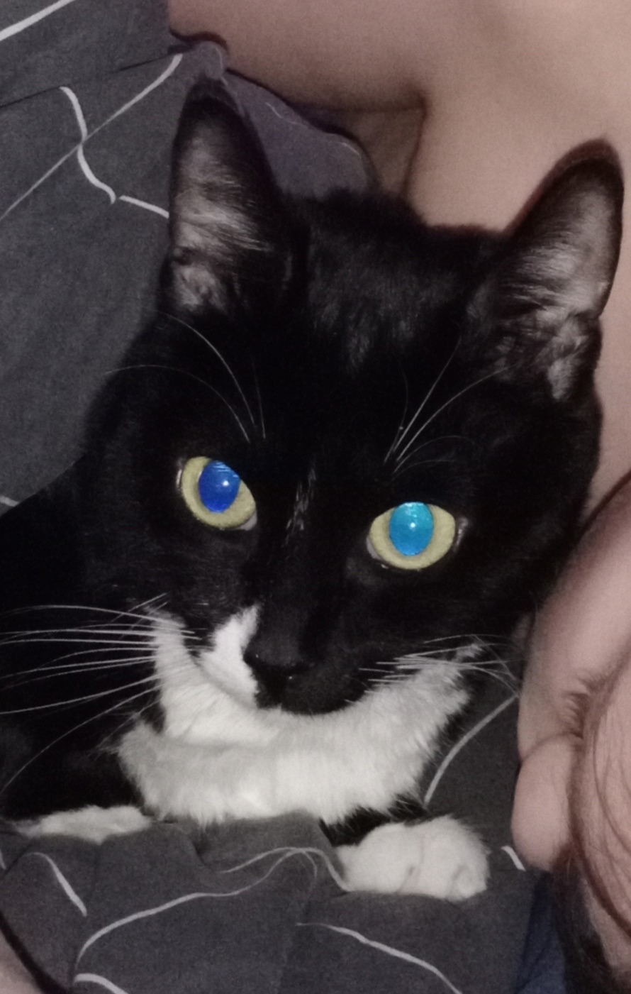 Пропала кошка в Лобне — фото объявления