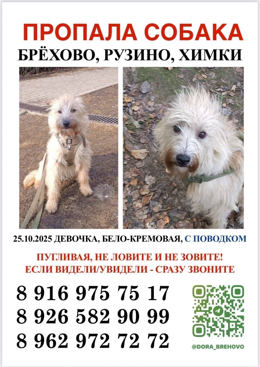 Пропала собака в Лобне — фото объявления
