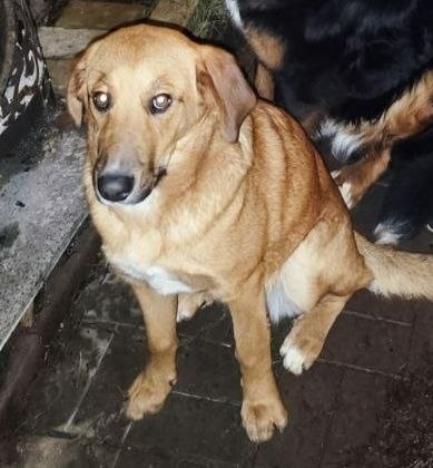 Найдена собака в Лобне — фото объявления